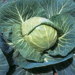 Stonehead hybrid Cabbage